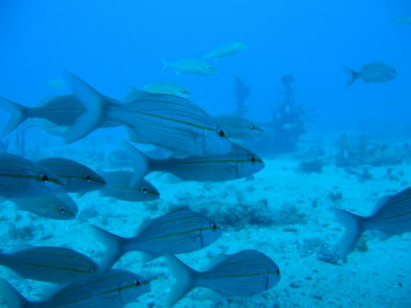 Duiken BVI_063