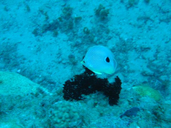 Duiken BVI_072