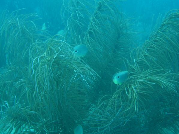 Duiken BVI_092