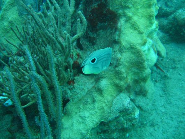 Duiken BVI_099