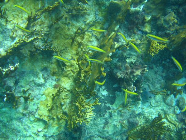 Duiken BVI_103