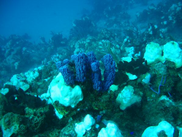 Duiken BVI_119