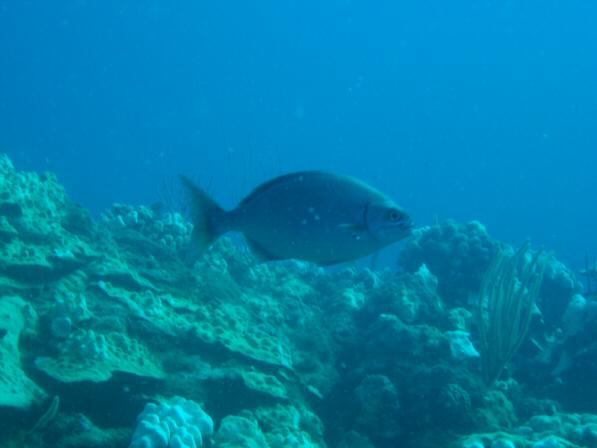 Duiken BVI_120