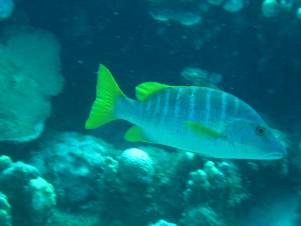 Duiken BVI_124
