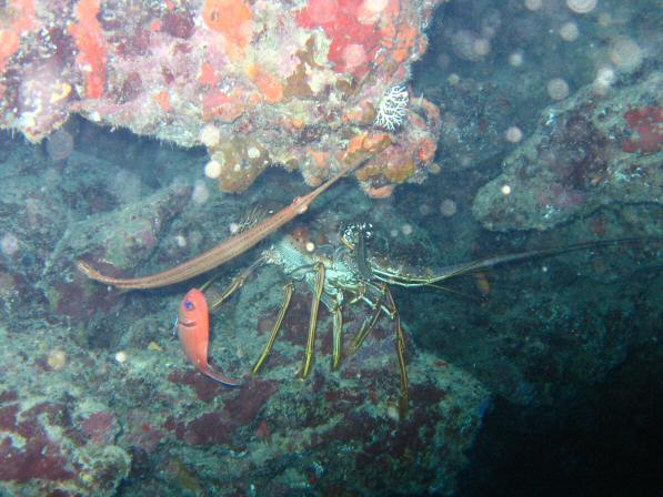 Duiken BVI_148