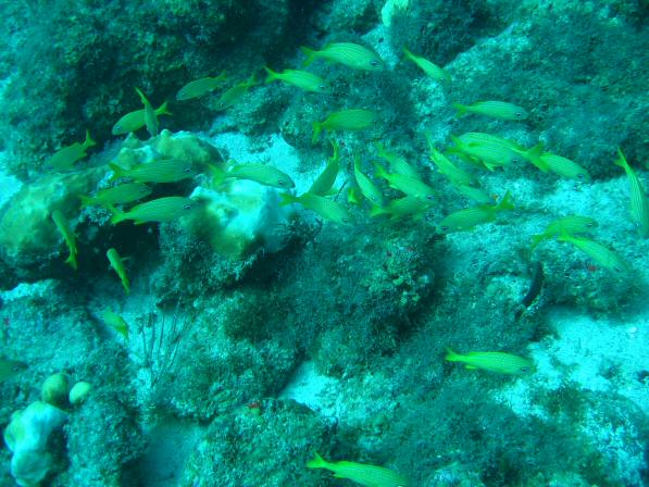 Duiken BVI_149