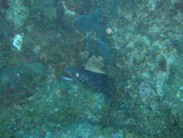Duiken BVI_150