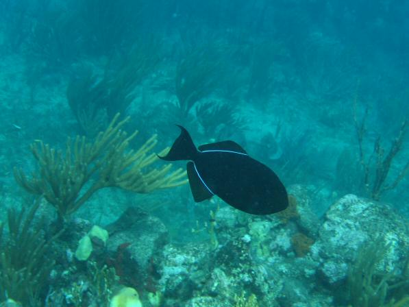 Duiken BVI_160