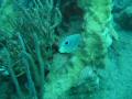 Duiken BVI_099