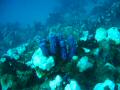 Duiken BVI_119