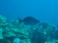 Duiken BVI_120