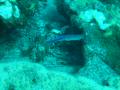 Duiken BVI_122