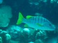 Duiken BVI_124