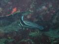 Duiken BVI_146