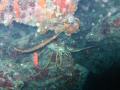 Duiken BVI_148