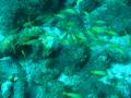 Duiken BVI_149
