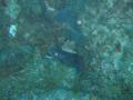 Duiken BVI_150