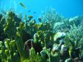 Duiken BVI_159