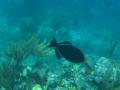 Duiken BVI_160