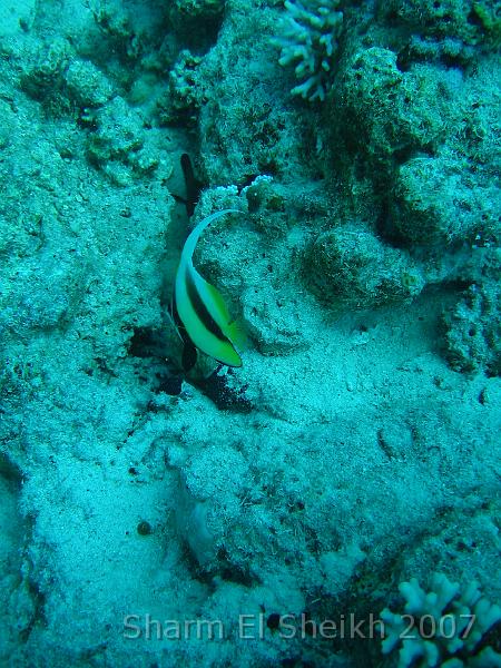 IMG_1934.JPG - Red Sea Bannerfish