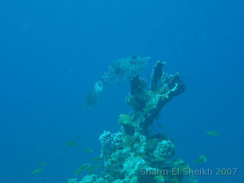 IMG_1940.JPG - Scribbled Filefish