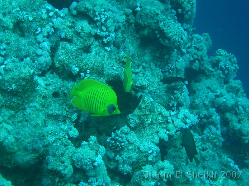 IMG_1963.JPG - Masked  Butterflyfish