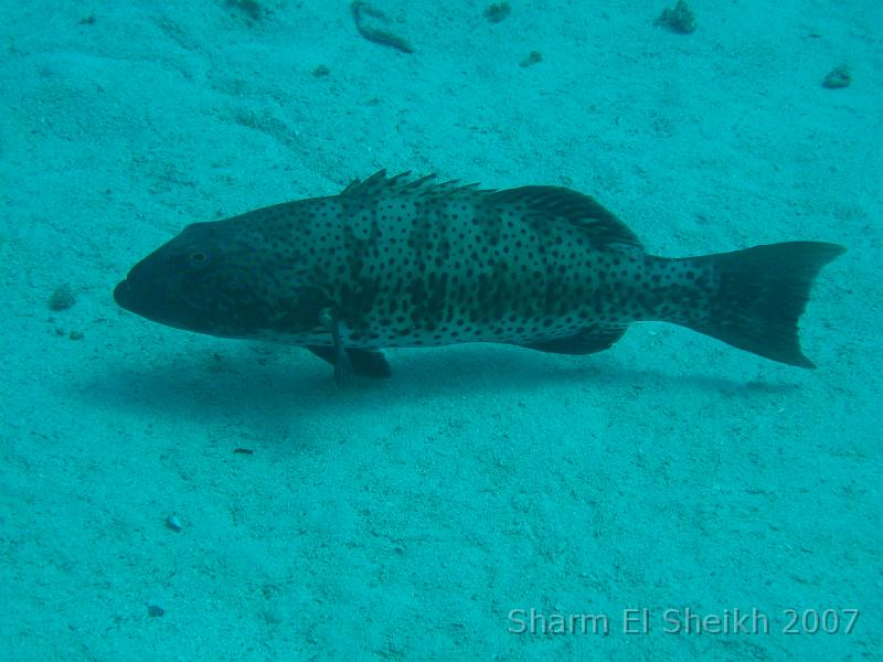 IMG_1971.JPG - Malabar Grouper