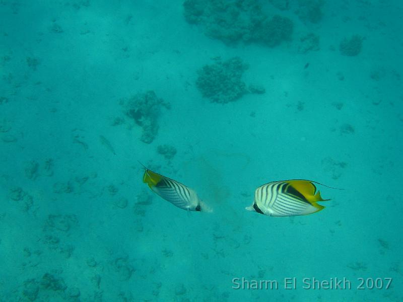 IMG_1981.JPG - Threadfin Butterflyfish