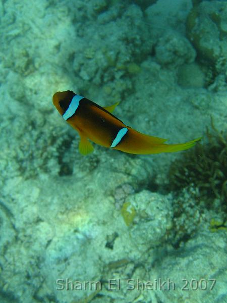 IMG_1983.JPG - Red Sea Anemonefish(Nemo)