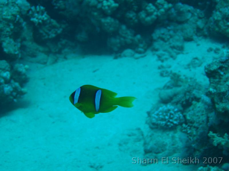 IMG_2001.JPG - Nemo