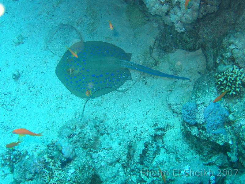 IMG_2011.JPG - Blue-Spotted Stingray