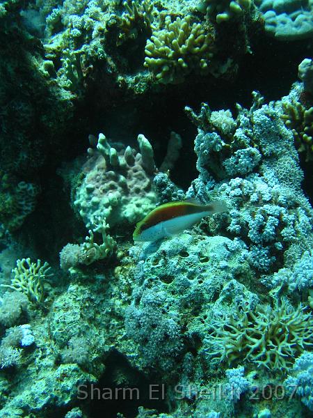 IMG_2030.JPG - Forsskal's Goatfish