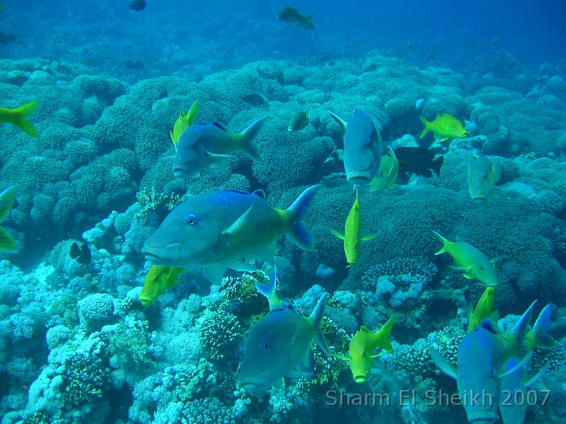 IMG_2073.JPG - Yellowsaddle Goatfish