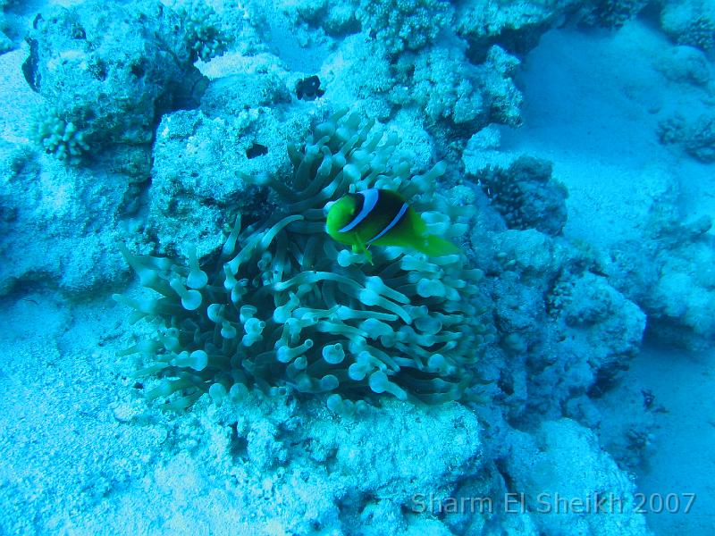 IMG_2132.JPG - Nemo