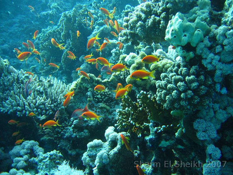 IMG_2143.JPG - Scalefin Anthias