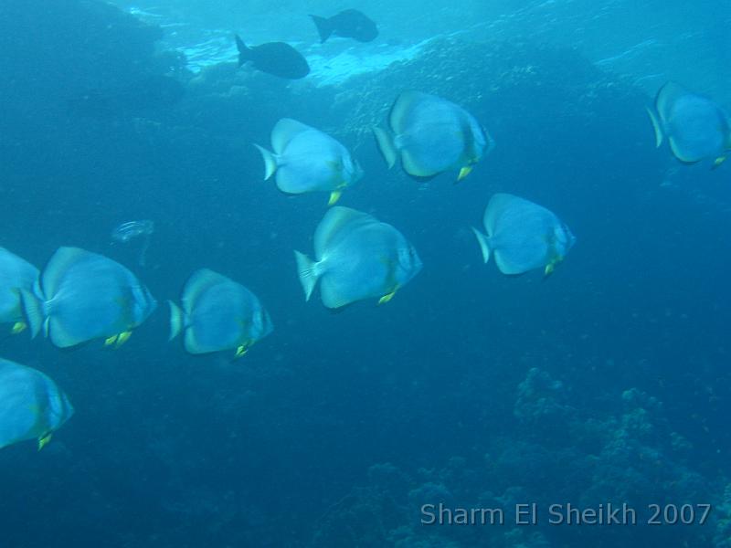 IMG_2144.JPG - Batfish