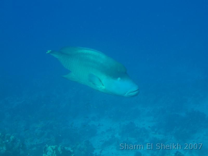 IMG_2147.JPG - Napoleonfish