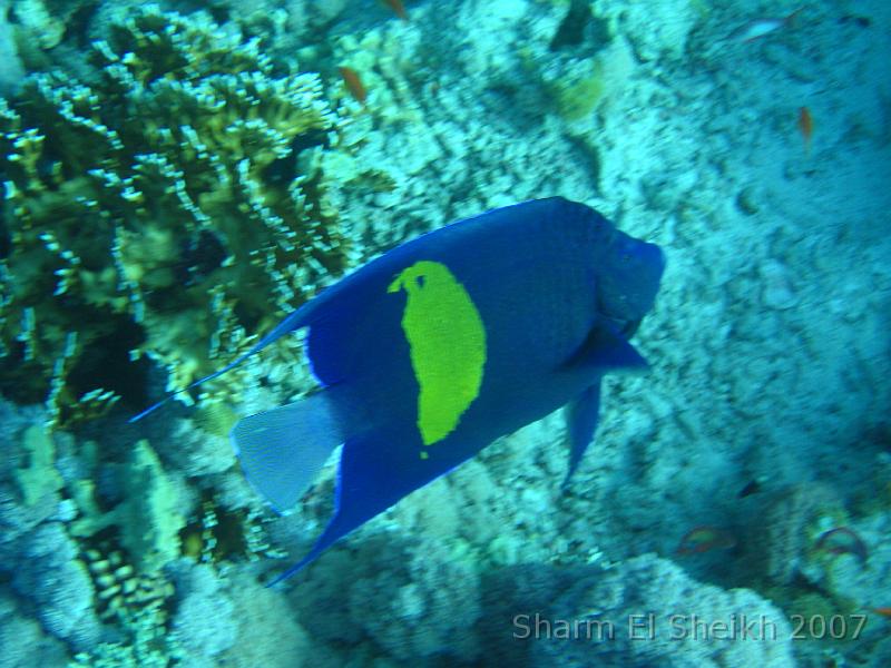 IMG_2151.JPG - Arabian Anglefish