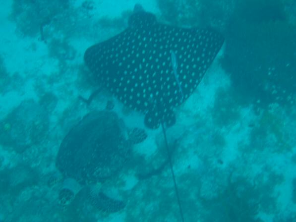 Tortola BVI_074