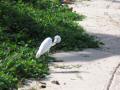 Tortola BVI_099