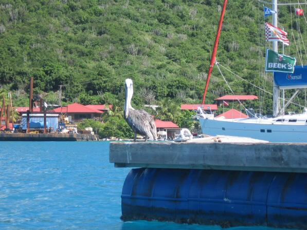 Virgin Gorda BVI_018