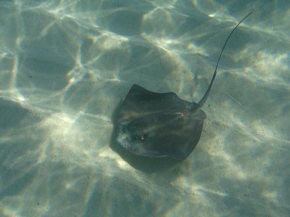 Virgin Gorda BVI_105