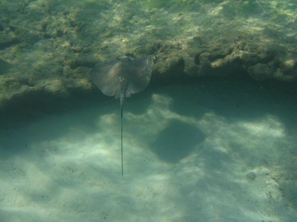 Virgin Gorda BVI_107